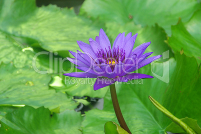 Seerose - water lily 25