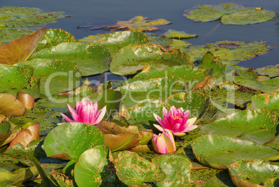 Seerose - water lily 29
