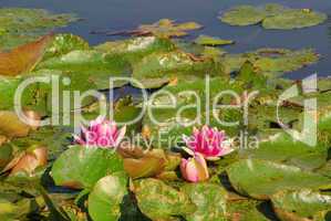 Seerose - water lily 29
