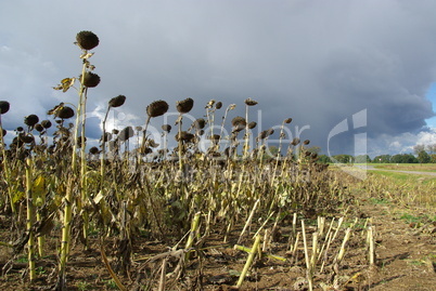Sonnenblumenfeld Duerre - sunflower field drought 03
