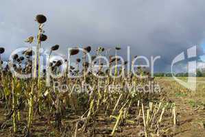 Sonnenblumenfeld Duerre - sunflower field drought 03