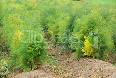 Spargelfeld - asparagus field 14