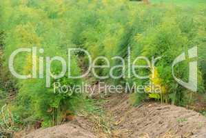 Spargelfeld - asparagus field 14