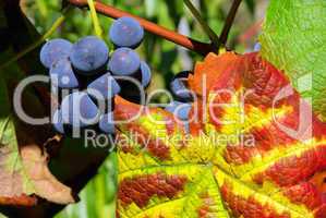 Weintraube rot - grape red 17
