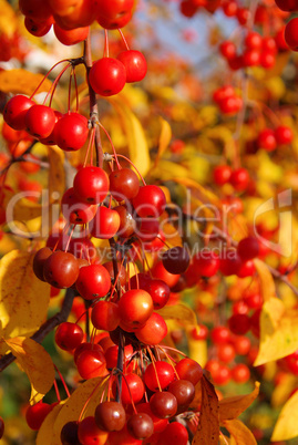 Wildkirsche im Herbst - wild cherry in fall 01