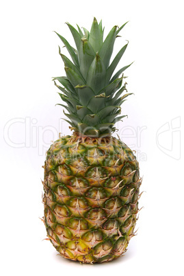 Ananas - pineapple 04