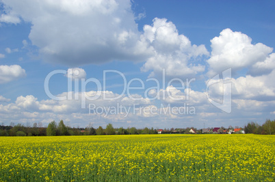 Rapsfeld mit Dorf - rape field and village 06