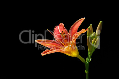 Taglilie - daylily 05