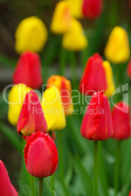 Tulpe - tulip 56