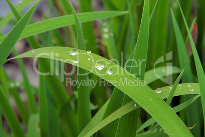 Wassertropfen auf Blatt - waterdrop on leaf 06