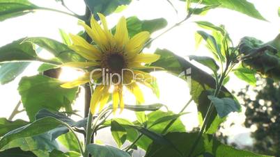 Sonnenblume im Wind