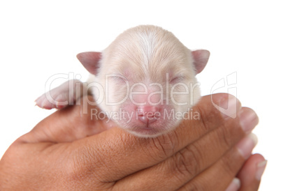Cute White Newborn Pomeranian Puppy
