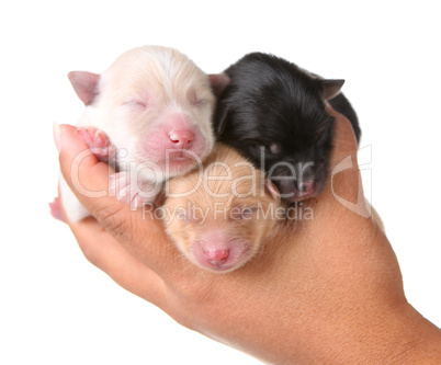 Three Newborn Puppies Sleeping