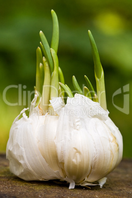 Knoblauch, garlic