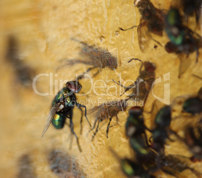 Multiple Flies Stuck to Flypaper