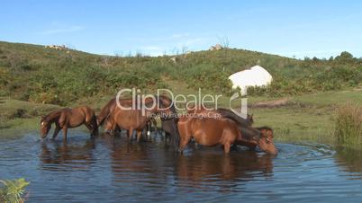 Wild horses drinking in pond