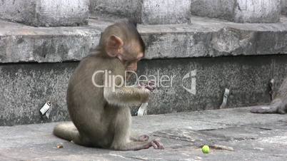 Baby Monkey Protecting His Snack