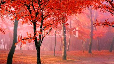 red maple leaves falling in wind