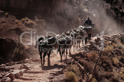 Cowboy im Grand Canyon