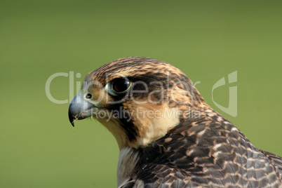 Wanderfalke (Falco peregrinus)