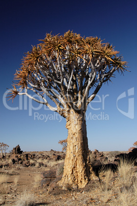 Köcherbaum (Aloe dichotoma)