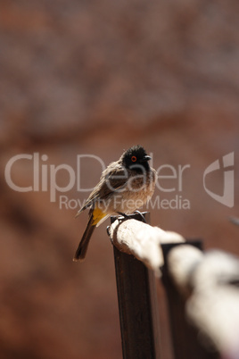 Maskenbülbül (Pycnonotus nigricans)