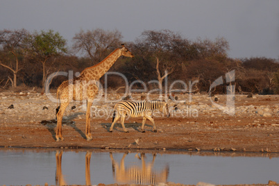 Giraffe und Steppenzebra
