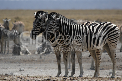 Steppenzebras