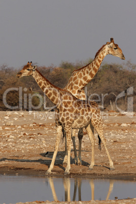 Giraffen