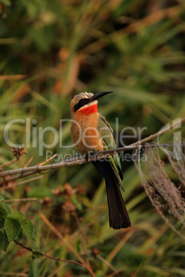 Weißstirnbienenfresser (Merops bullockoides)