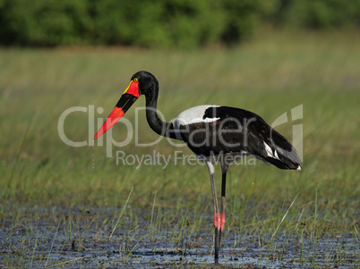 Sattelstorch (Ephippiorhynchus senegalensis)