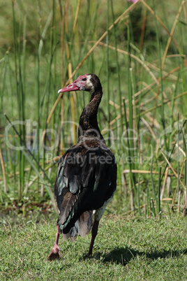 Sporngans (Plectropterus gambensis)