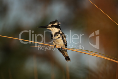 Graufischer (Ceryle rudis)