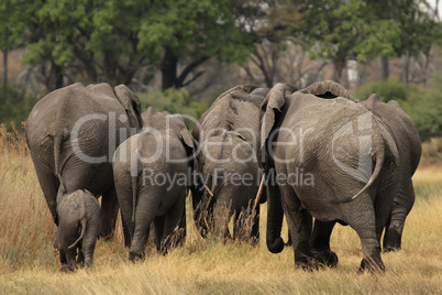 Elefanten (Loxodonta africana)