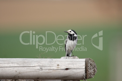 Bachstelze (Motacilla alba)