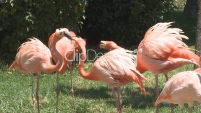 flamingos feeding and fighting
