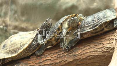 Turtle, red eared slider sunbath on trunk
