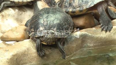Turtle, red eared slider, sunbath on rock