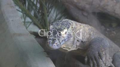 komodo dragon