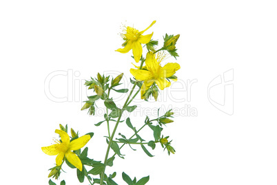 Johanniskraut - St Johns wort 05