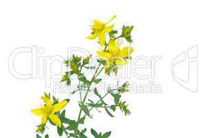 Johanniskraut - St Johns wort 05