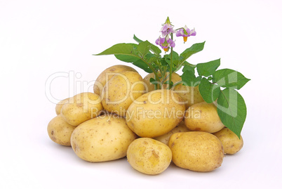Kartoffel - potato 03