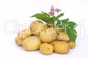 Kartoffel - potato 03