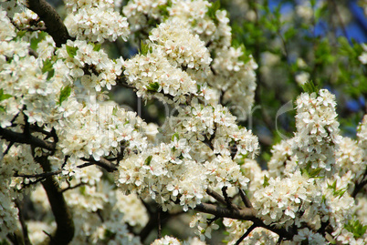 Kirschblüte - cherry blossom 18