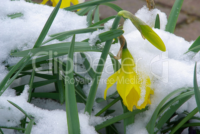 Osterglocke - daffodil 21