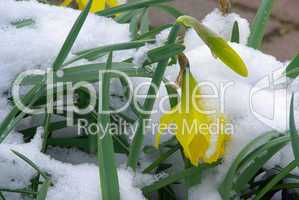Osterglocke - daffodil 21