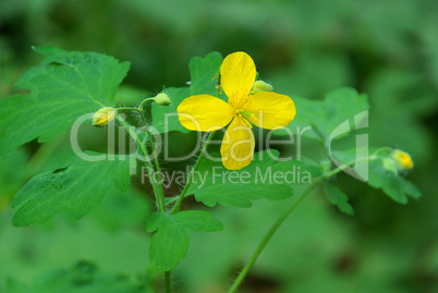 Schöllkraut - greater celandine 01