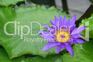 Seerose - water lily 19