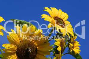 Sonnenblumen - sunflowers 25