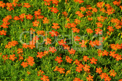 Tagetes 10